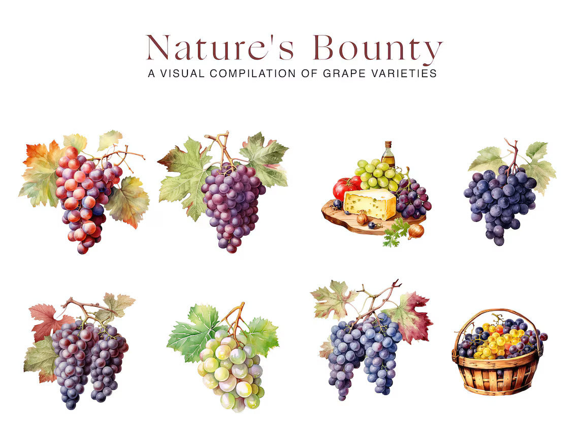 Grapes Clipart