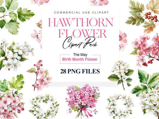 Hawthorn clipart