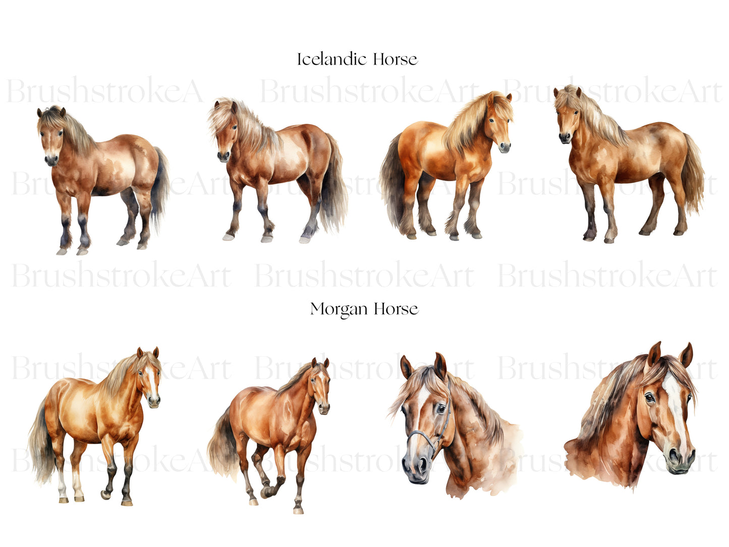 Horse Breeds