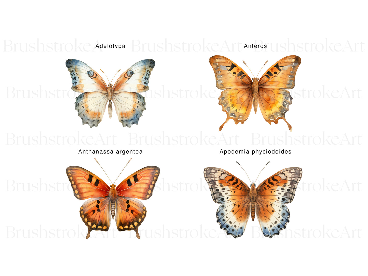 Metalmarks Butterfly