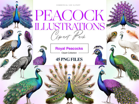 Peacock Clipart