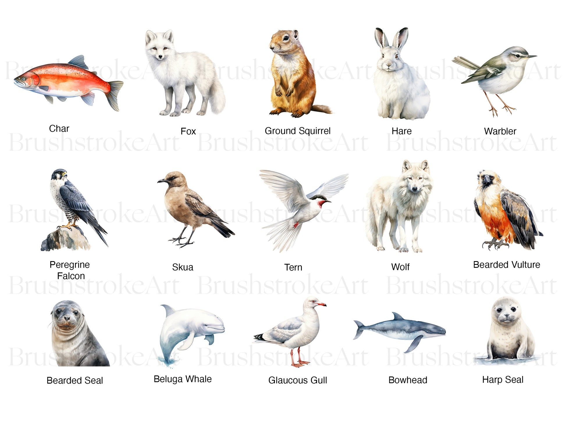 Polar Animals