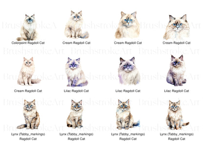 Ragdoll Cat Clipart, Ragdoll Kitten PNG, Long Haired Cat