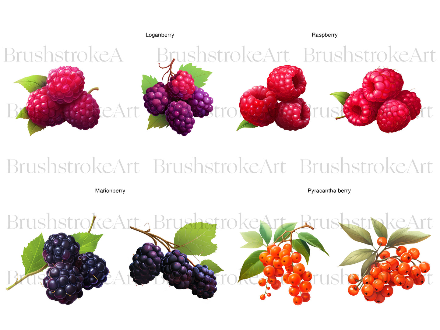 Raspberry Clipart