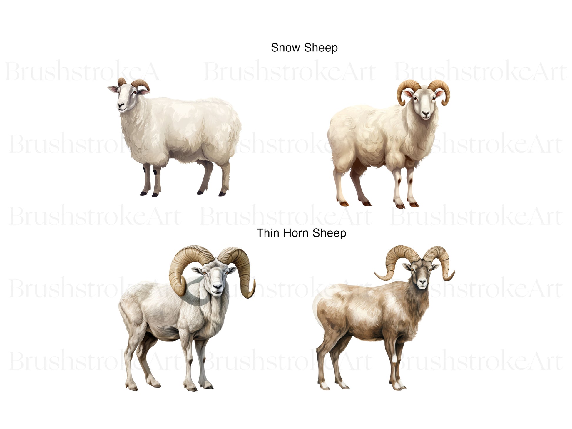 Sheep Breeds