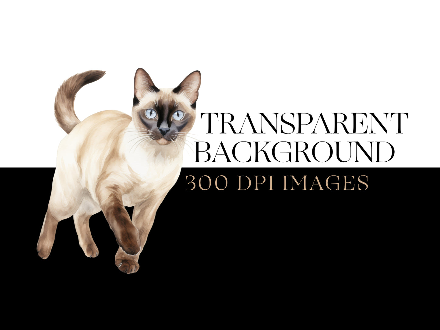 Siamese Cat PNG