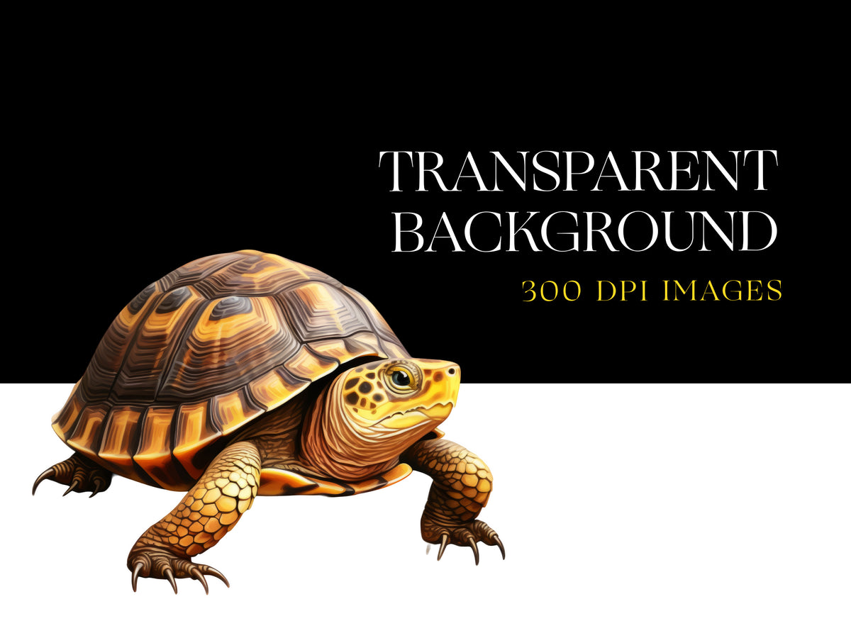 Turtle Illustration Clipart, Turtle Species, Kemp Ridley – Clipartset