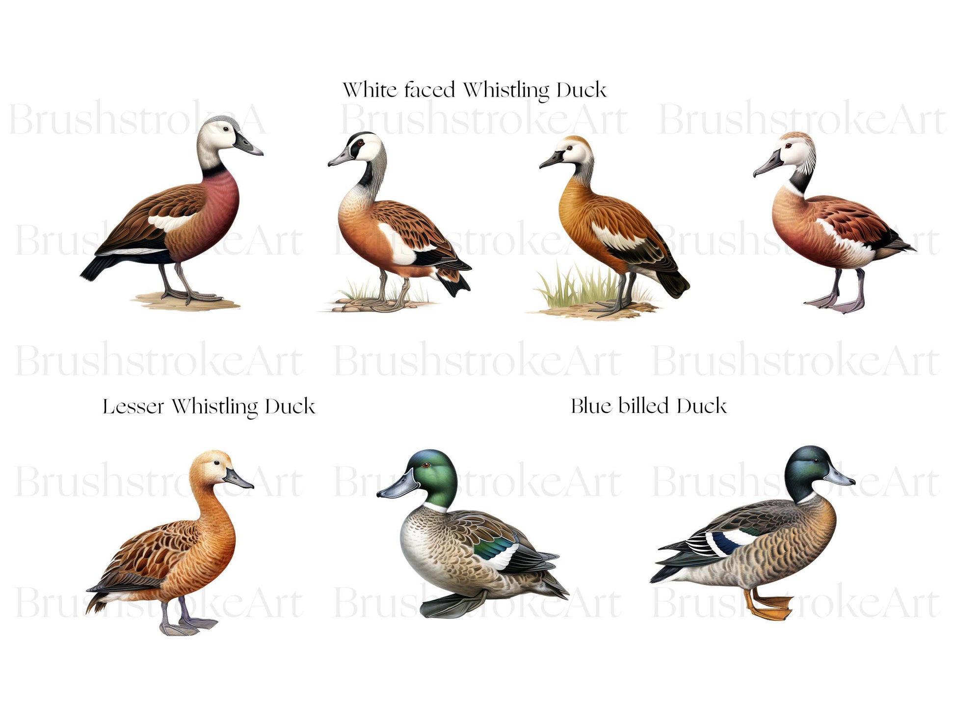 Whistling Duck