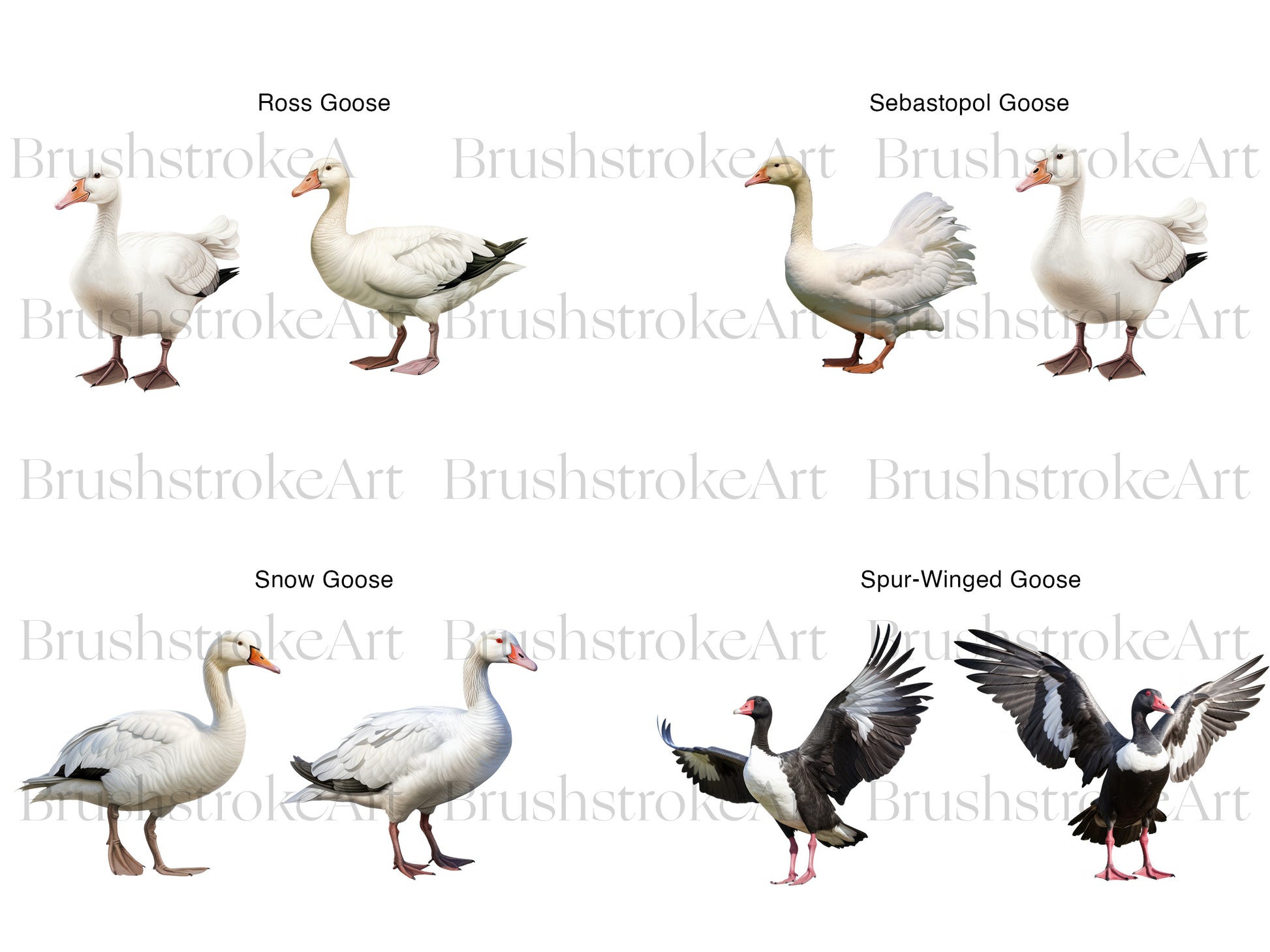 White Goose PNG