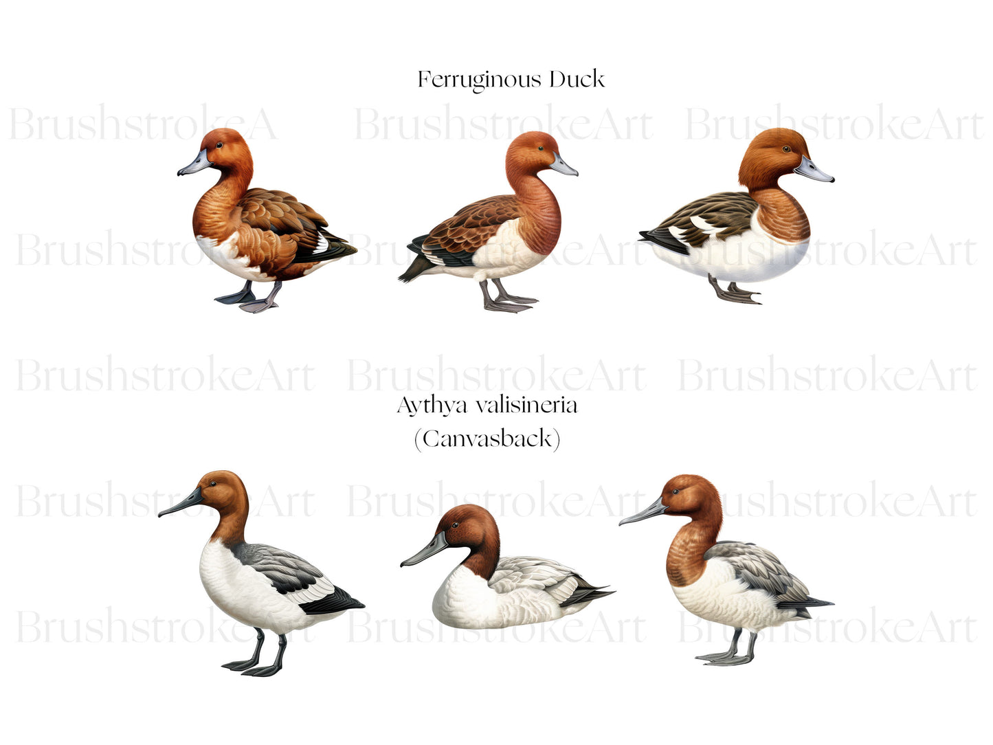 Wild Duck PNG