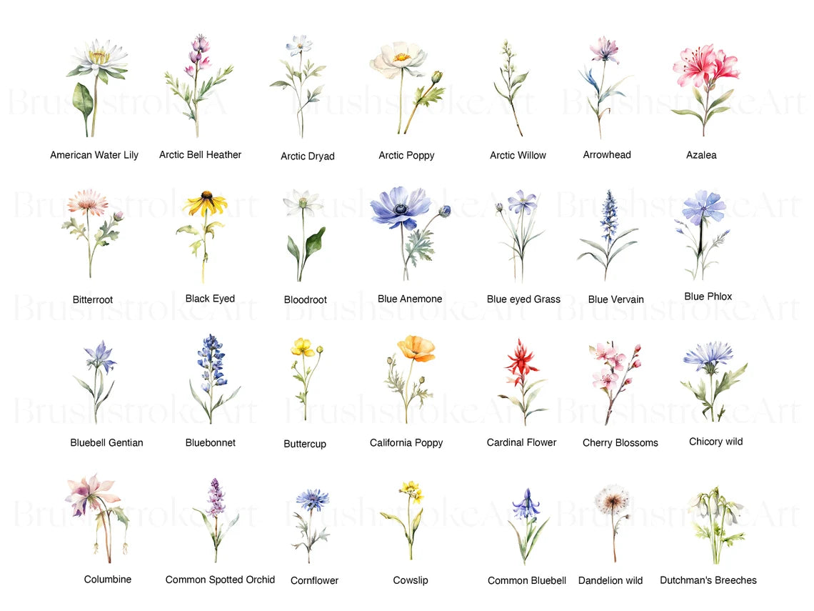 Wild Flowers Clipart, Birth Month Flower PNG, Bridal Flower – Clipartset