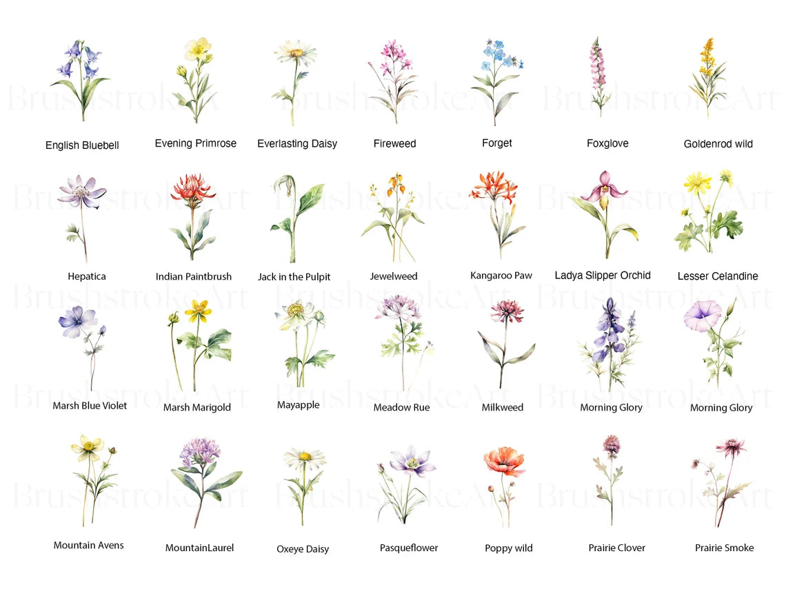 Wild Flowers Clipart, Birth Month Flower PNG, Bridal Flower – Clipartset