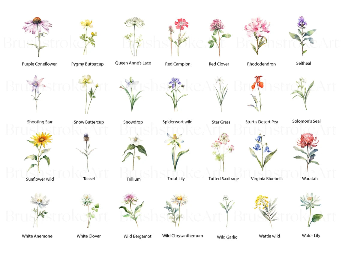 Wild Flowers Clipart, Birth Month Flower PNG, Bridal Flower – Clipartset