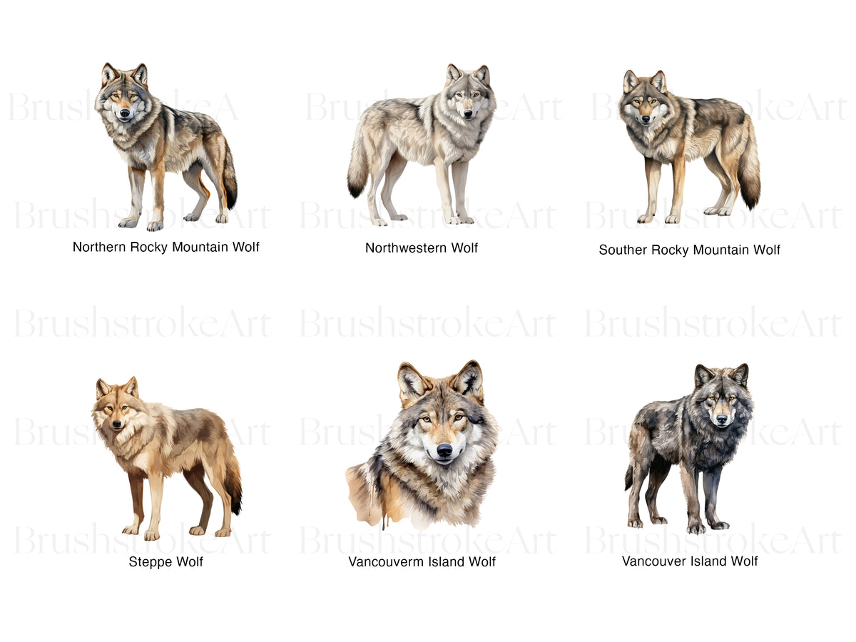 Gray Wolf Clipart, Artic Wolf, Gray Wolf PNG, Dingo Clipart – Clipartset