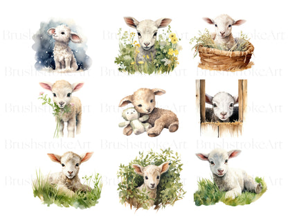 baby sheep png